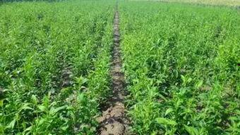 白术爆料最新,揭秘娱乐圈幕后真相，明星隐私大曝光！  第2张